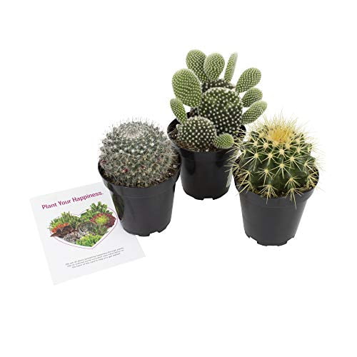 2 inch assorted cactus 30 pack Cactus Cacti Succulent Real Live Plant